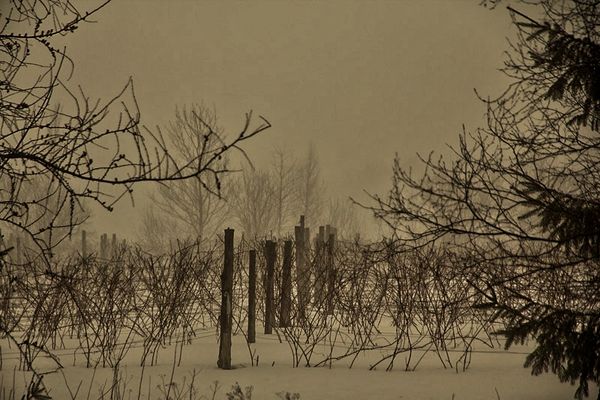 Fog in Raymond Lambert's vineyrad...