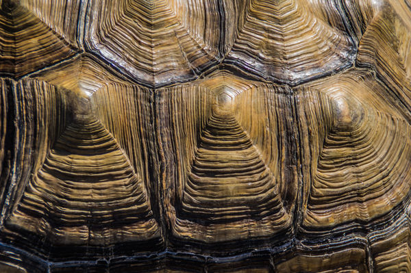 Tortoise shell...