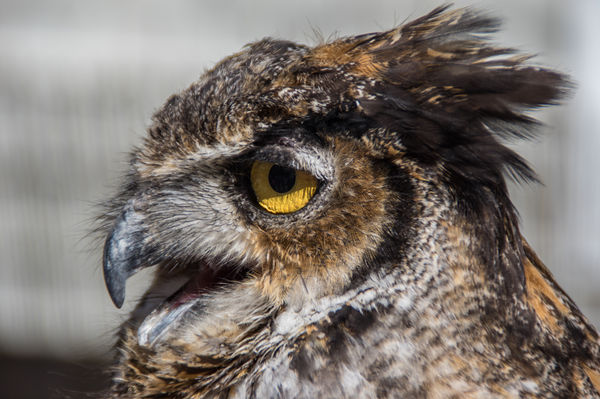 Tuft eared owl...