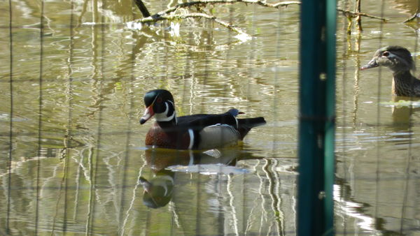 Mr. & Mrs. Wood Duck (when I shot this from quite ...