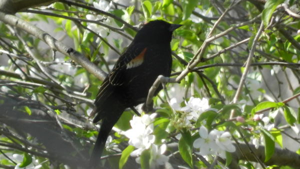 Red winged black bird...
