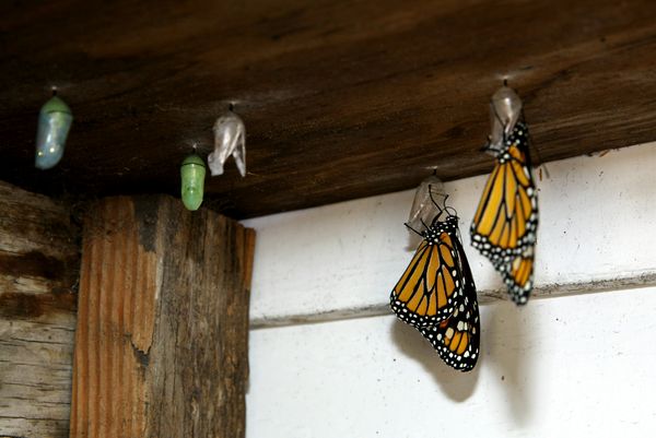 New Monarchs...