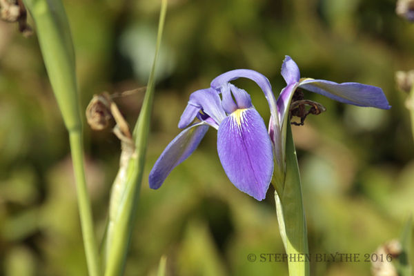 Blue Iris...