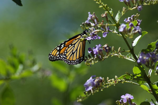 Monarch on Golden Dew drop bush...