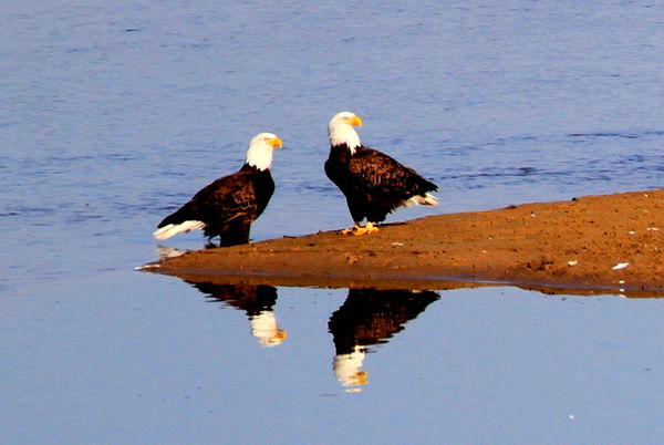 Bald Eagles and their Reflection...