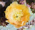 Celebrating the first catus flower of the year....