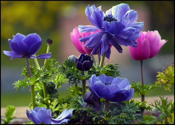 My anemones just keep putting on a show!...