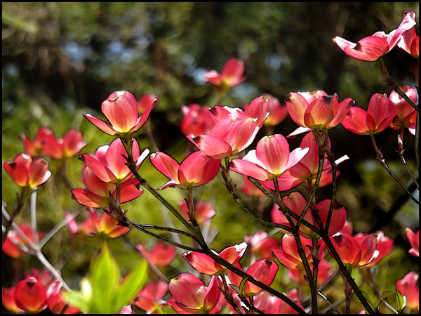 Pink dogwood from my walk today with Zachary...