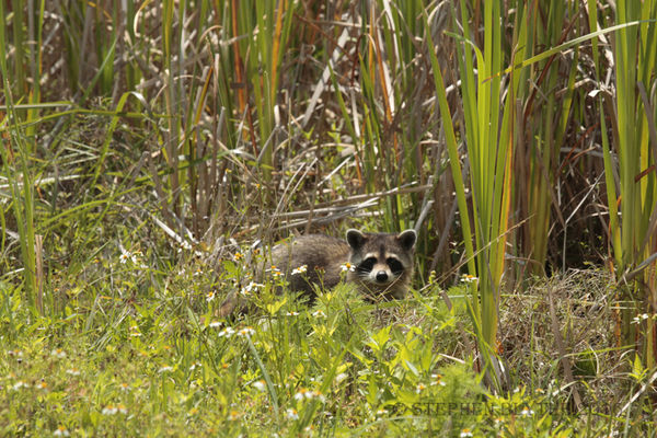 Young racoon scurrying into the weeds....