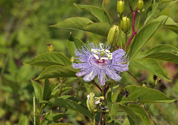 Passionflower...