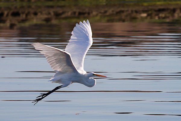 Great White Heron in Flight...