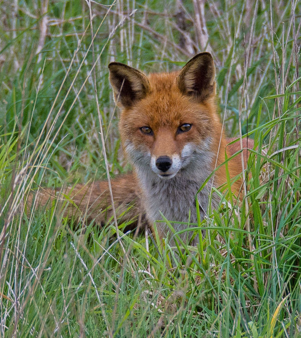 Variant of Red Fox, Grass Removal...