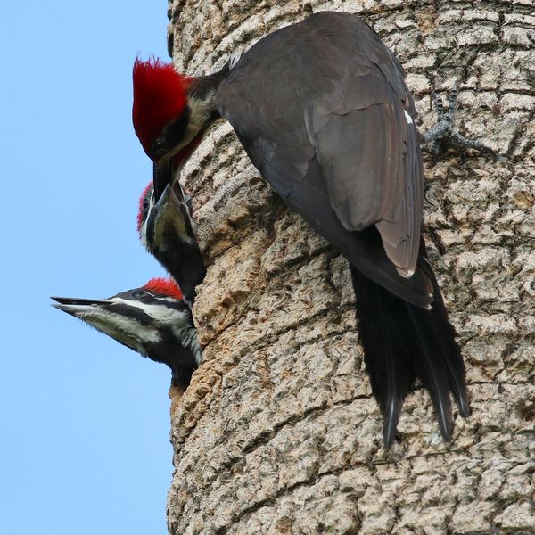 Pileated woodpeckers......