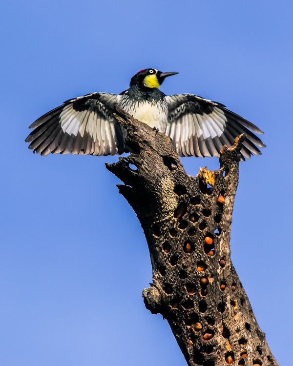 Acorn Woodpecker guarding granary tree...