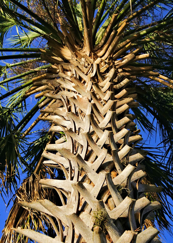 Looking up under a Palm tree...