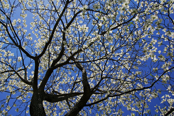 Under and looking up into a Dogwood tree...