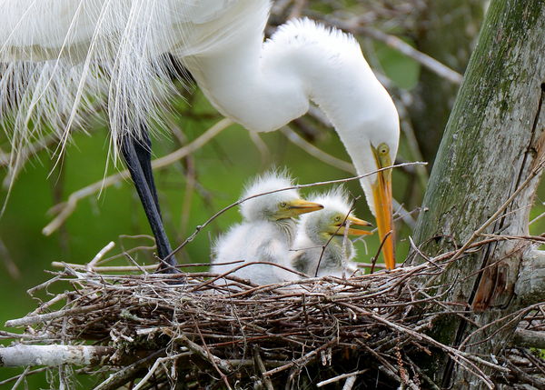Great Southern Egret and Chicks...