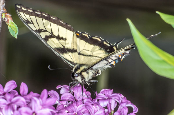 Swallowtail Butterfly...