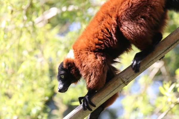 A red lemur...