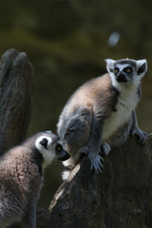 My favorite of the day, ring-tailed lemurs...