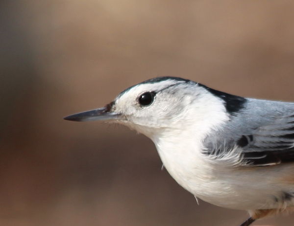 white-breasted nuthatch...