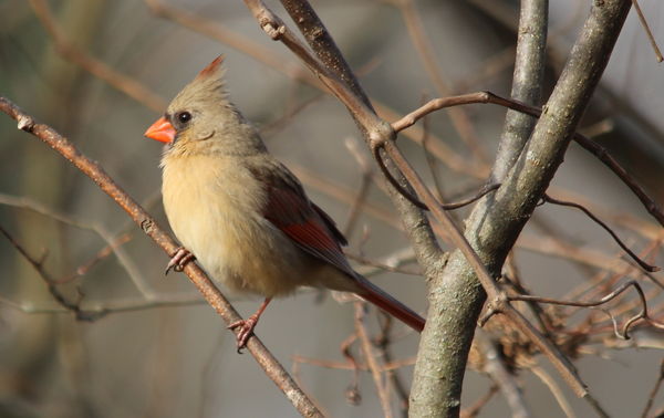 female cardinal...