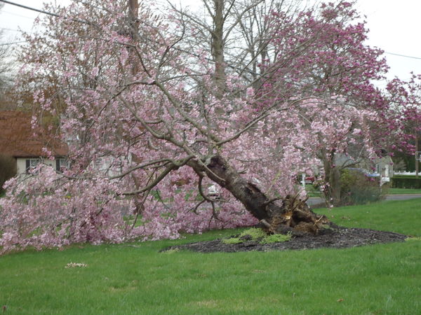 Pink tree down!...