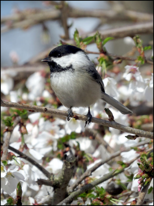 This little chickadee was so darn cute, I had to a...