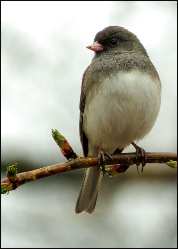 Junco,  with little water droplets...