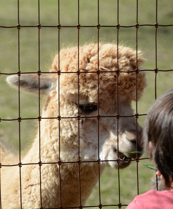 The alpacas were glad to see us...