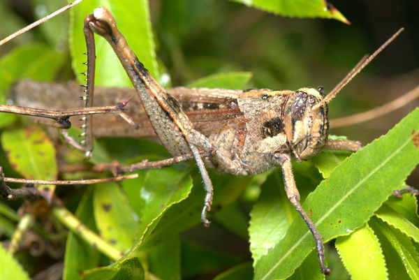 1.) Dew-covered Graybird grasshopper (Schistocerca...