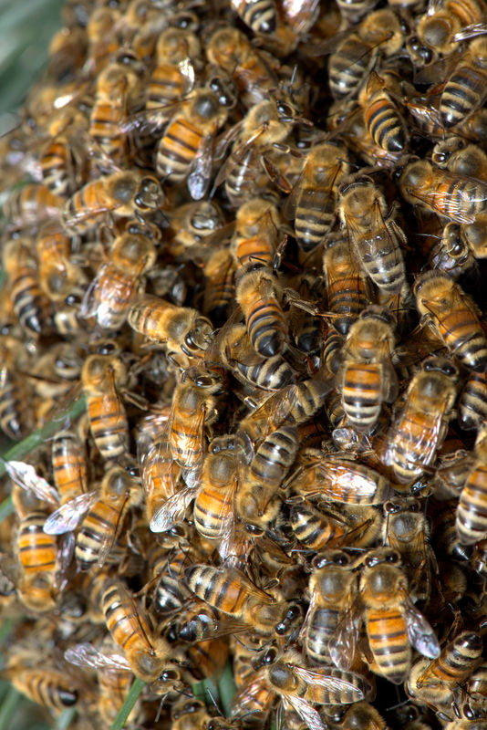 4.) A swarm of European honeybees...