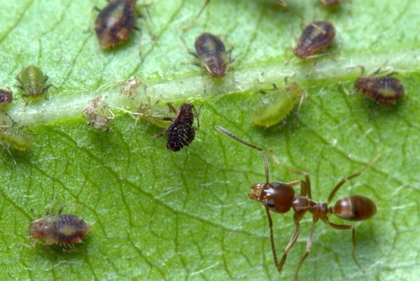 5.) Ants herding aphids. Green aphids just shed th...