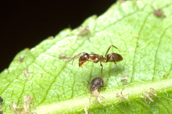 6.) More Ants herding aphids...