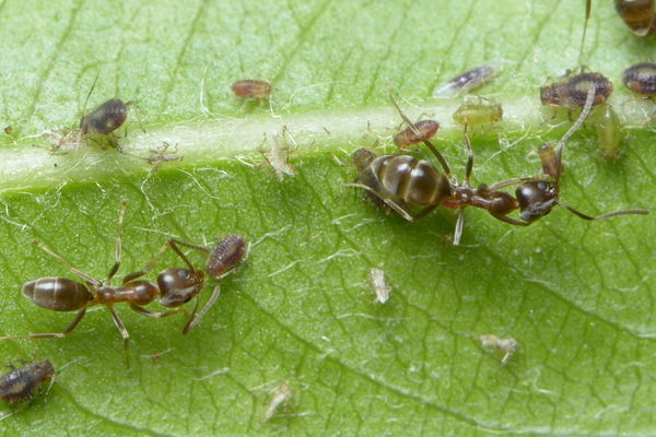 7.) Yet more ants & aphids...