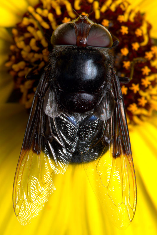 8.) Large fly on sunflower...