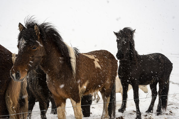 Snowy Icelandic Horses...