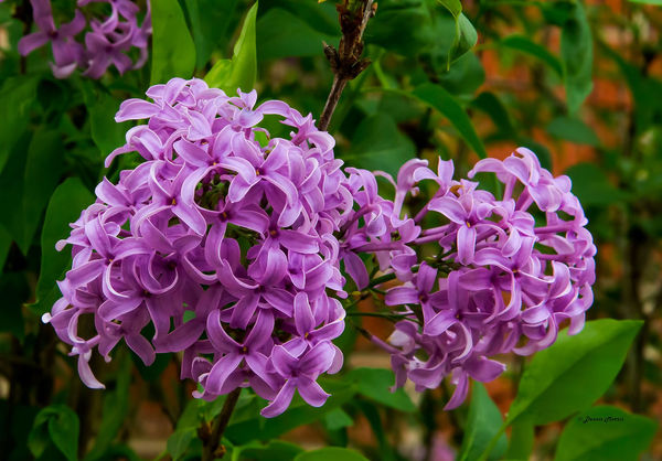 Lilac Bush Bloom...