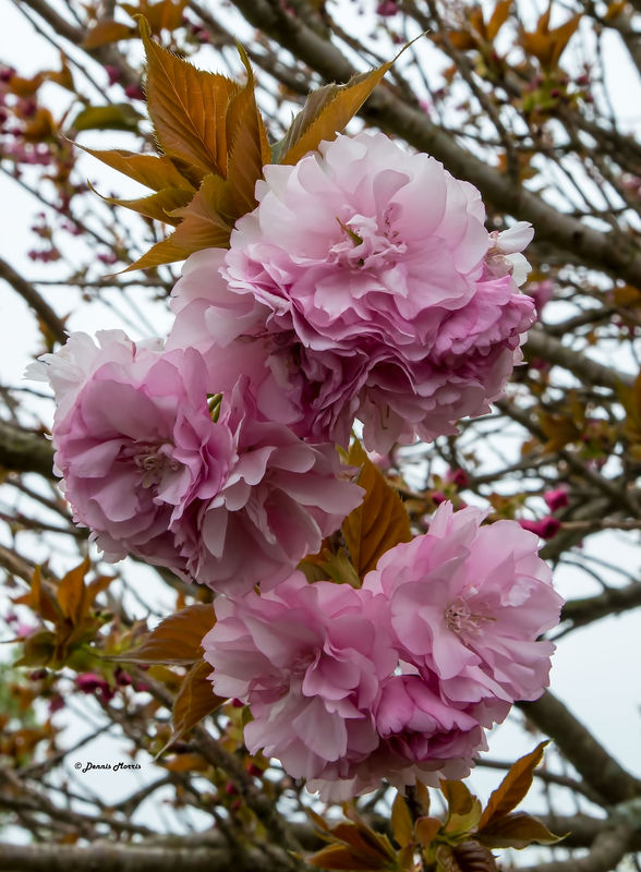 Japanese Cherry Tree Bloom...