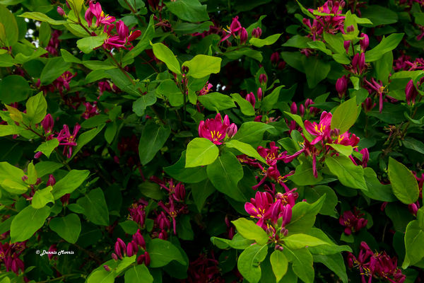 Bird Berry Bush #2 Blooms...
