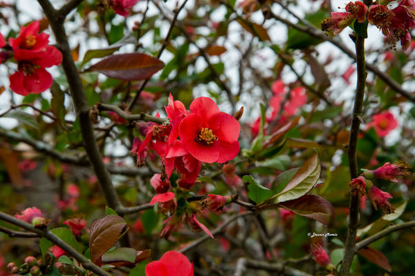 Red Throney Bush Blooms...