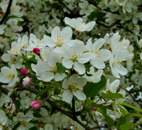 Tame Crabapple Tree Blooms...