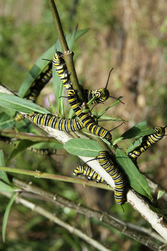 Plethora of caterpillars...