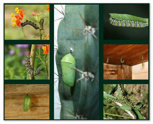 Collage of future butterflies...