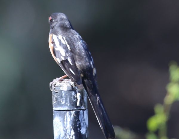 What kind of bird: Heard this guy making a;lot of ruckus and so I ...