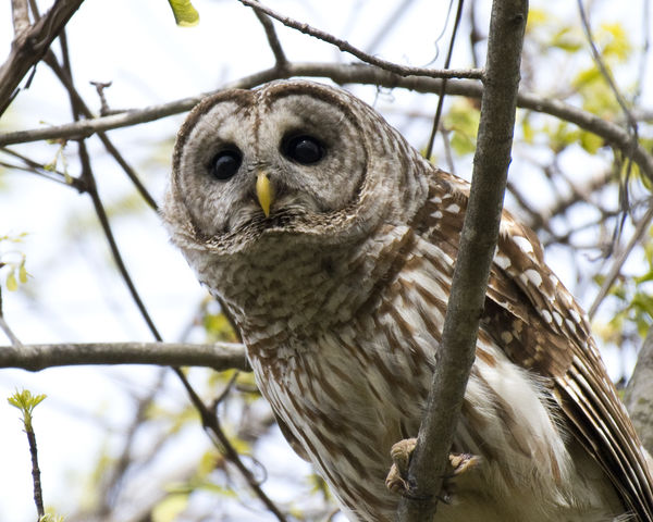 "Barred Owl of the Monocacy River"...