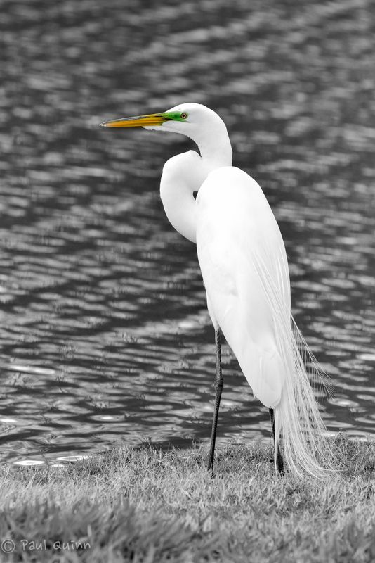 Great white Egret looking for lunch...