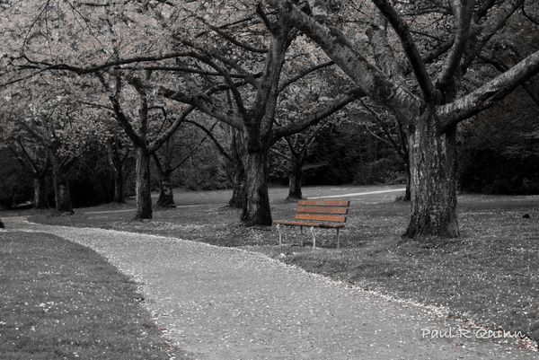 The park bench...