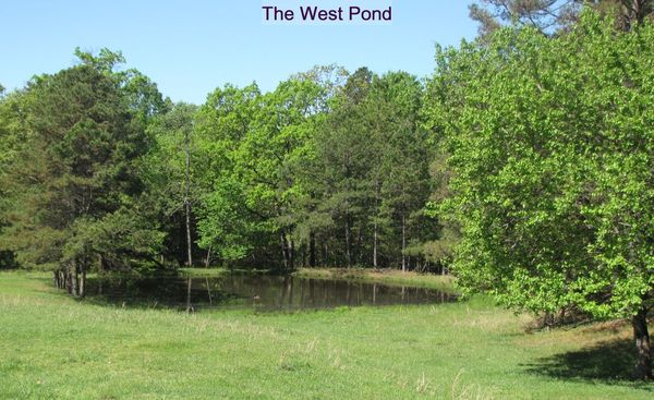 Pond in the West pasture...