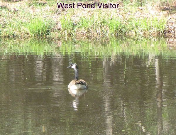 West Pond visitor...